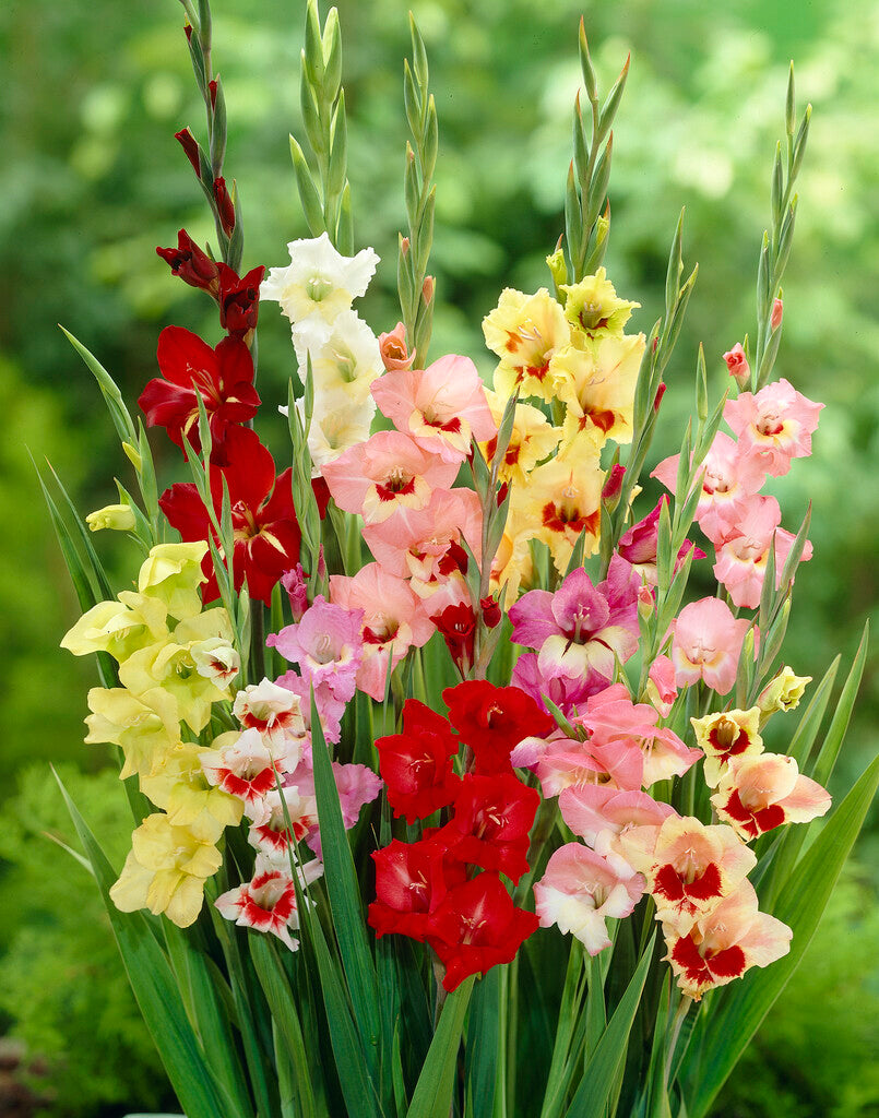 Gladiolus Butterfly 10-pakning